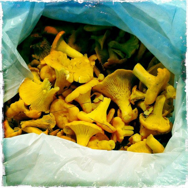 The Chanterelle Whisperer